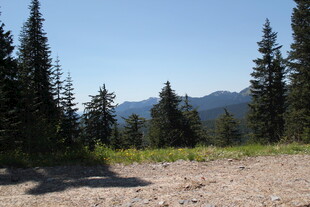 山间开阔地与挺拔松林