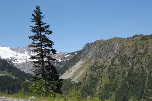 高山旁挺拔的翠绿松树