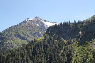 雪山下的茂密森林景观