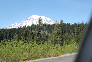 公路旁的雪山与葱郁树林