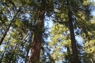 仰望茂密森林高大树木