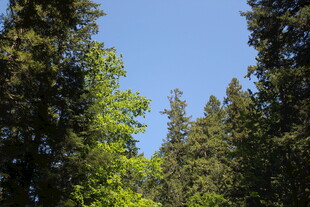 林间蓝天 葱郁树木景致