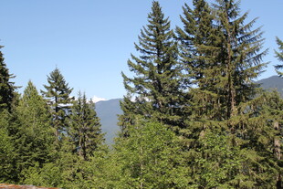 山林中的挺拔松树