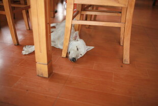 桌下小憩的小狗