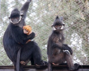 两只猴子坐着手持食物