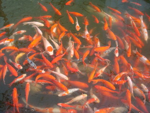 池塘中游动的多彩金鱼