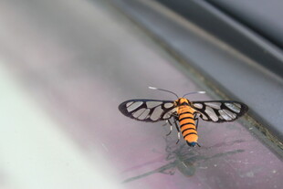橙黑花纹飞虫特写