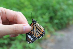 手托美丽帝王蝶