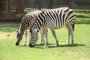 草地上低头吃草的两只斑马