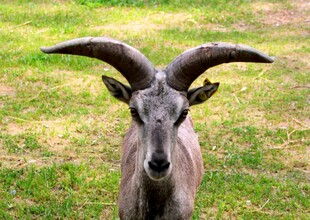 长角山羊站立于绿草地