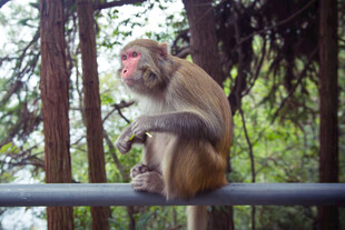 猴子坐栏杆展示灵动模样