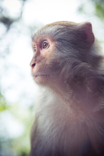 凝视的猴子
