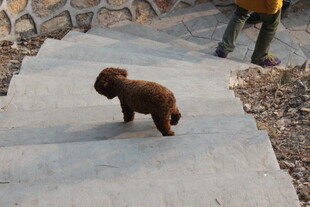 小泰迪在户外的水泥路上