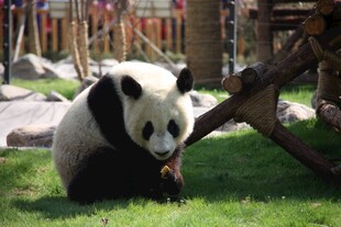 草地上的可爱大熊猫