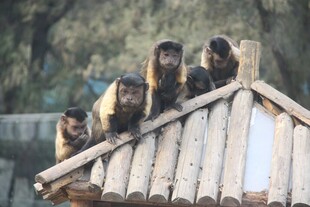 屋顶上的几只猴子