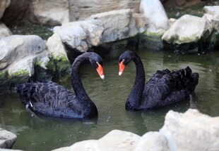 水中双黑天鹅优雅共舞