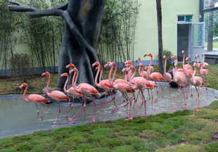 漫步草地的粉色火烈鸟群