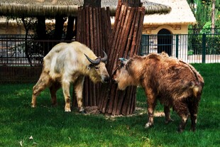 两头羊在木桩旁亲昵互动