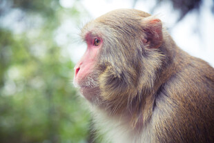 侧头猴子特写