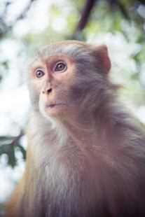 林间猴子特写
