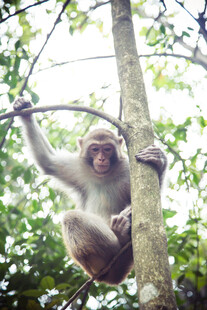 树上猕猴抓枝姿态灵动