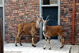 砖墙旁亲昵的两只鹿