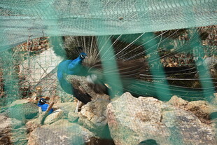 笼中孔雀与多彩小鸟