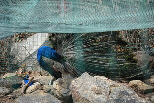 蓝孔雀立于岩石与网下