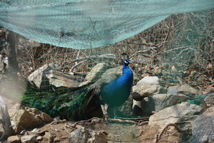 蓝孔雀于石间展绚丽身姿