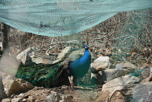蓝孔雀于石间展美丽身姿