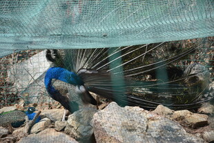 笼下蓝鸟于石间