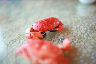 红色小螃蟹特写