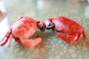 两只红色仿真龙虾摆件