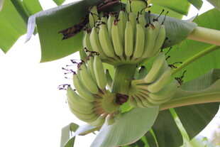 树上的青绿香蕉串