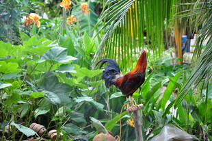 花园中色彩艳丽的公鸡