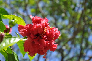 娇艳红花朵 绿叶相映衬