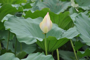 含苞待放的荷花