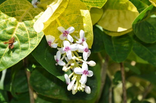 绿叶间绽放的粉白花朵