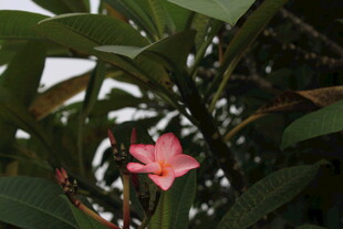 娇艳粉色花绽放绿叶间