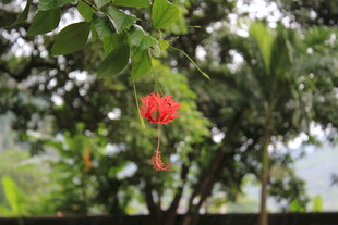 绿叶间的娇艳红花