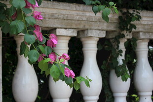 粉色花卉缠绕白色栏杆