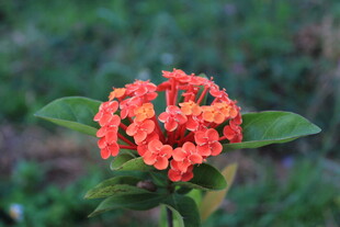 鲜艳橙红色花朵绽放