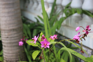 娇艳粉色花卉绽放绿叶间