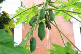 木瓜树果实与繁茂绿叶