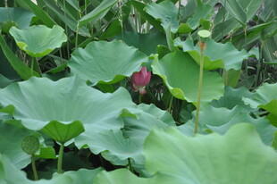 荷塘中的粉色荷花与绿叶