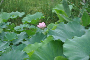 荷塘中绽放的娇艳荷花