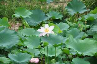 荷塘中的娇艳荷花