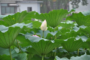 荷塘中的含苞待放荷花
