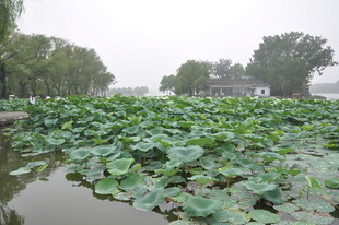 夏日荷塘绿意浓