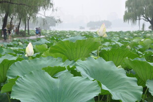 夏日荷塘美景